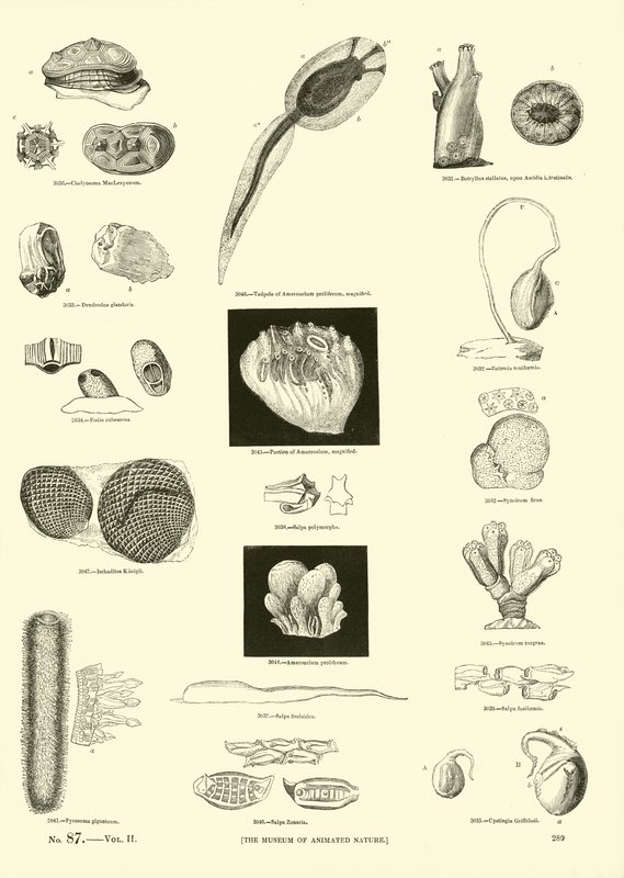 Page from The Pictorial Museum of Animated Nature by English School