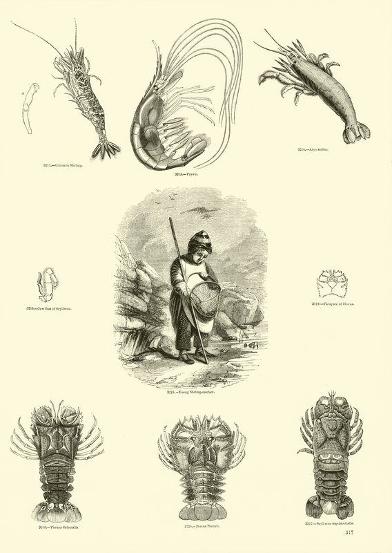 Page from The Pictorial Museum of Animated Nature by English School