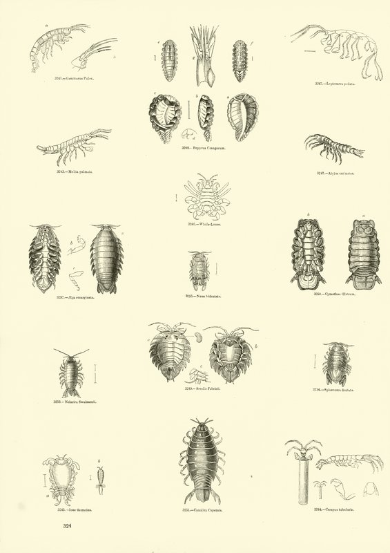Page from The Pictorial Museum of Animated Nature by English School
