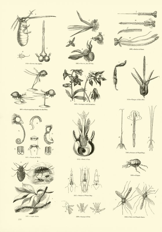 Page from The Pictorial Museum of Animated Nature by English School