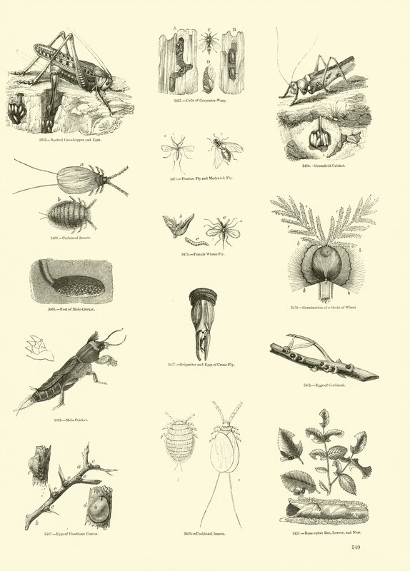 Page from The Pictorial Museum of Animated Nature by English School