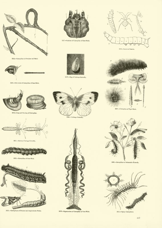 Page from The Pictorial Museum of Animated Nature by English School