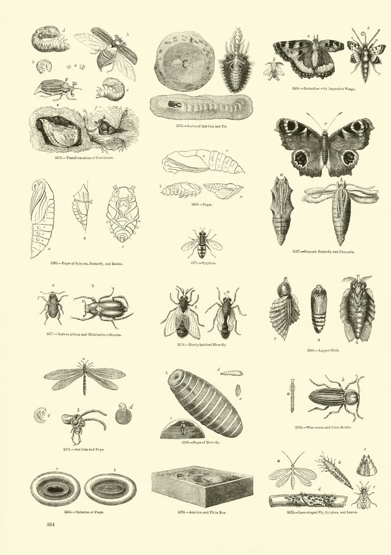 Page from The Pictorial Museum of Animated Nature by English School