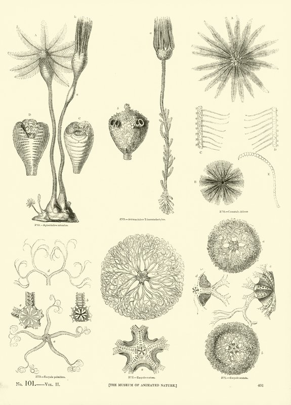 Page from The Pictorial Museum of Animated Nature by English School