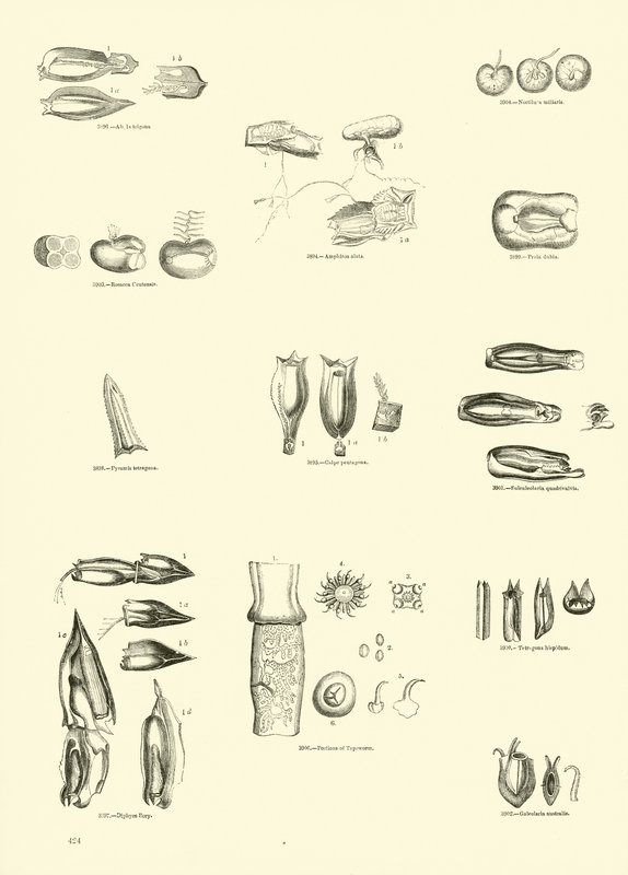 Page from The Pictorial Museum of Animated Nature by English School