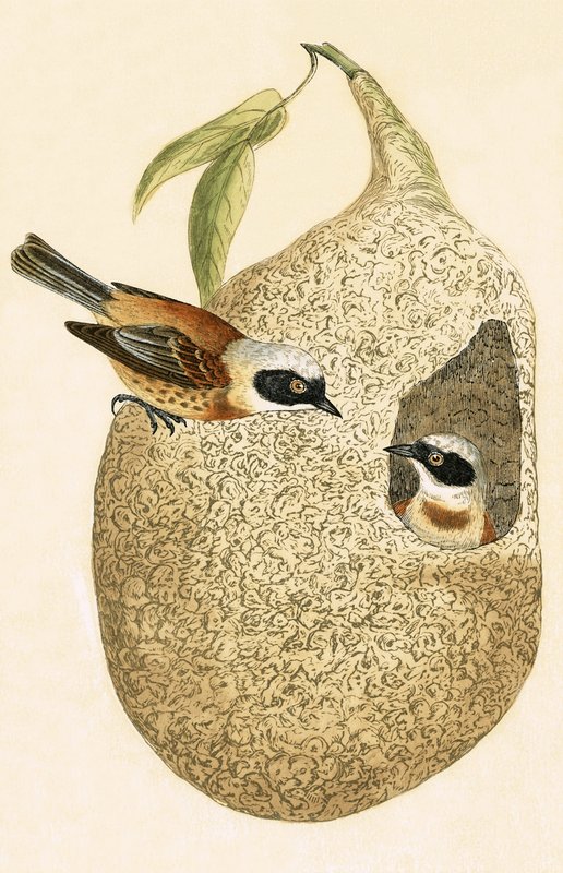 Penduline Tit, Illustration from 