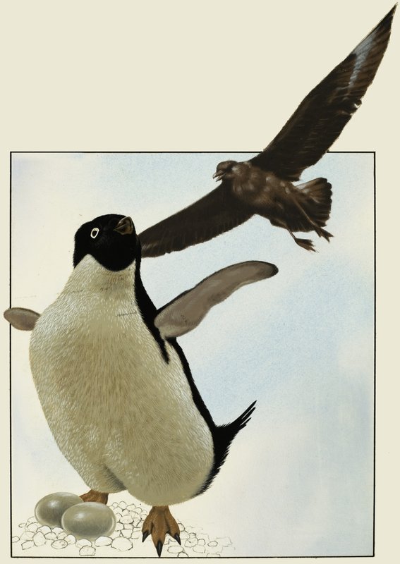 Penguin with Eggs, with Another Bird Hovering Over by English School