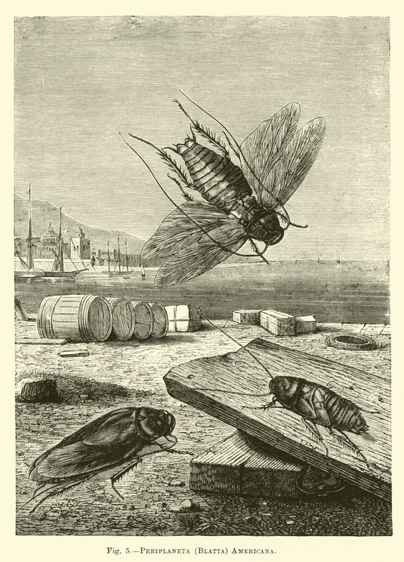 Periplaneta americana by English School