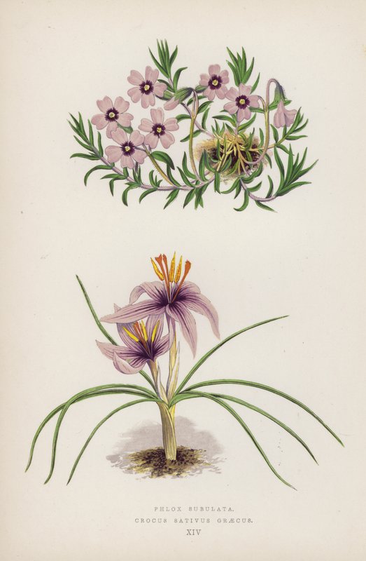 Phlox Subulata; Crocus Sativus Graecus by English School