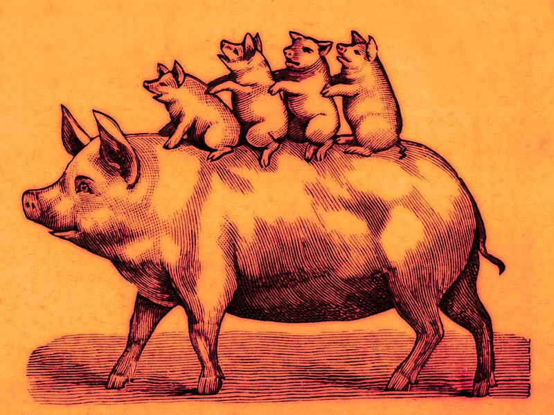 Pig with its piglets, illustration from Coles Funny Picture Book by English School