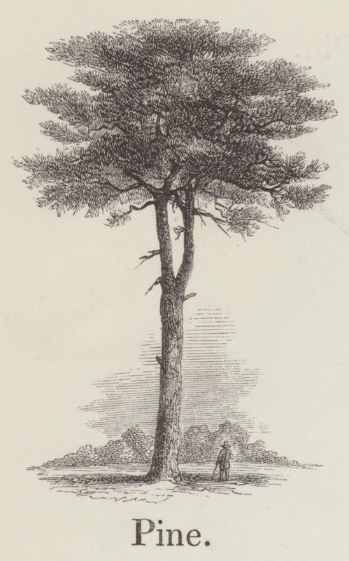 Pine by English School