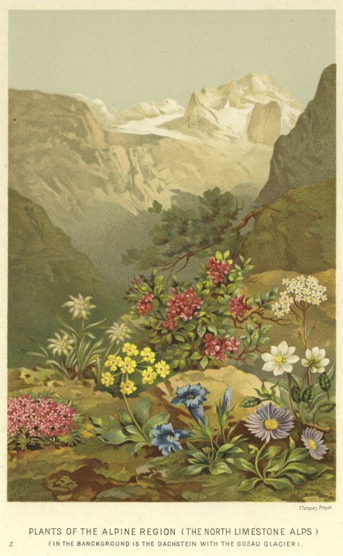 Plants of the Alpine Region, the North Limestone Alps by English School