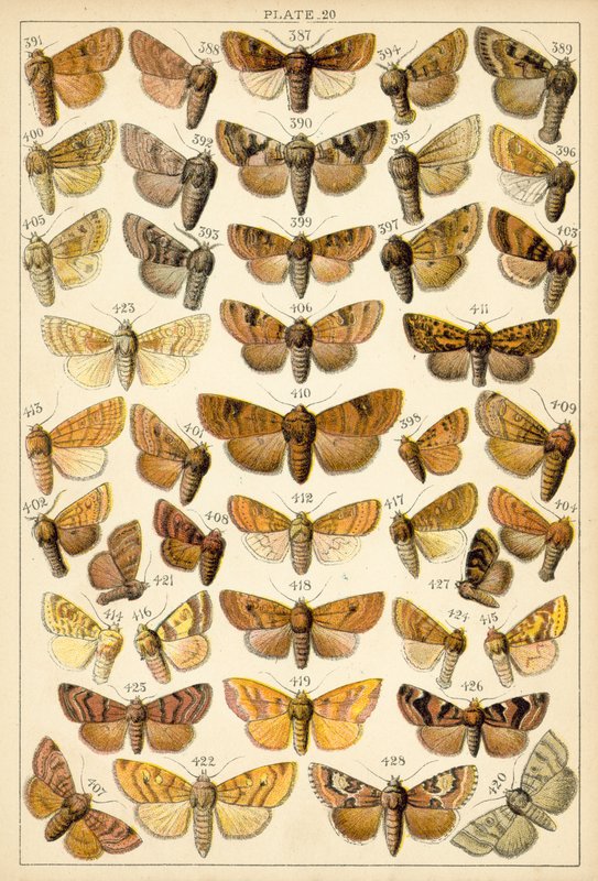Plate from Our Country