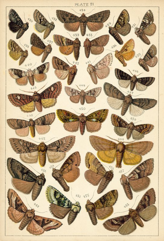 Plate from Our Country