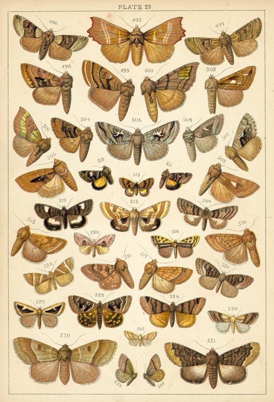 Plate from Our Country