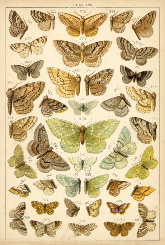 Plate from Our Country