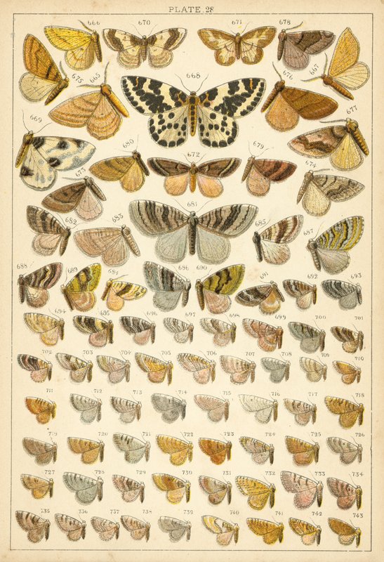 Plate from Our Country