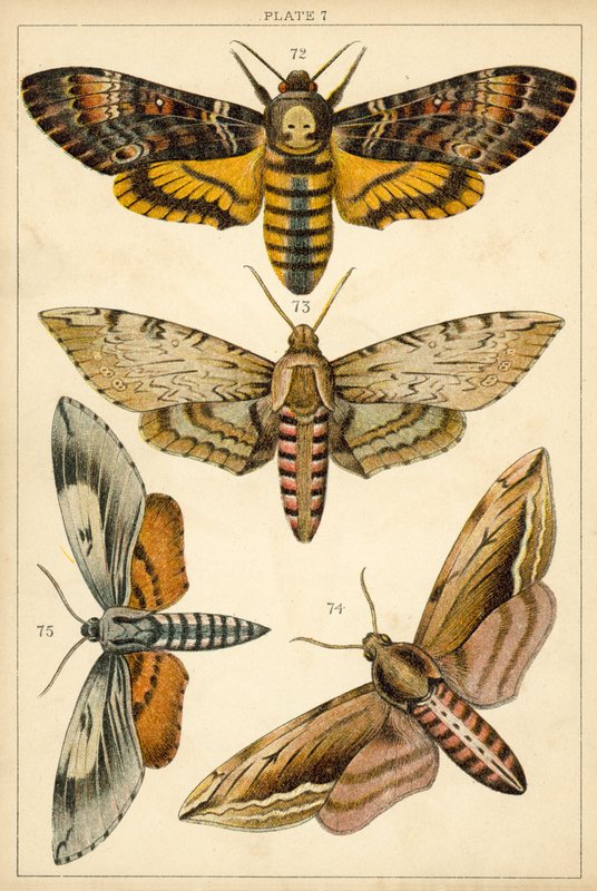 Plate from Our Country