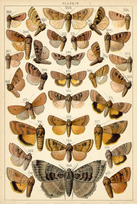 Plate from Our Country