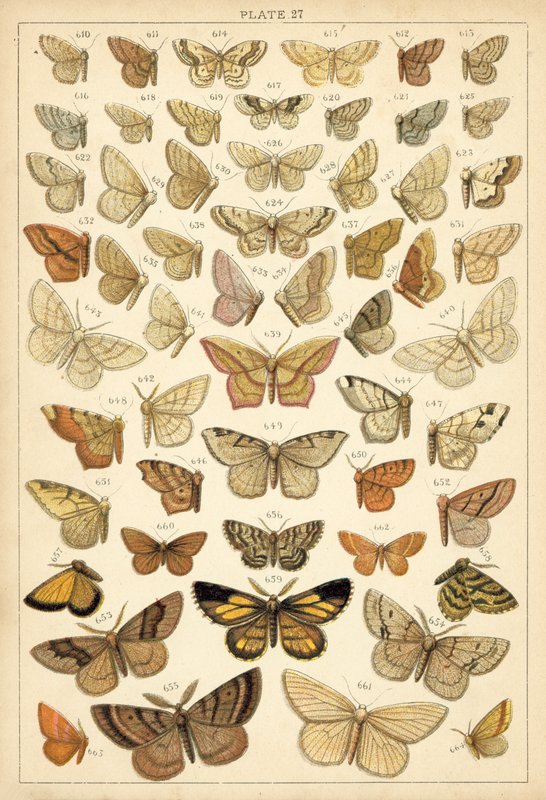Plate from Our Country