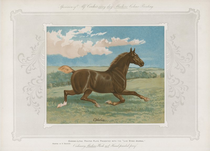Plate presented with the Live Stock Journal by English School