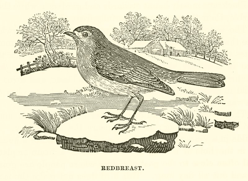 Redbreast by English School