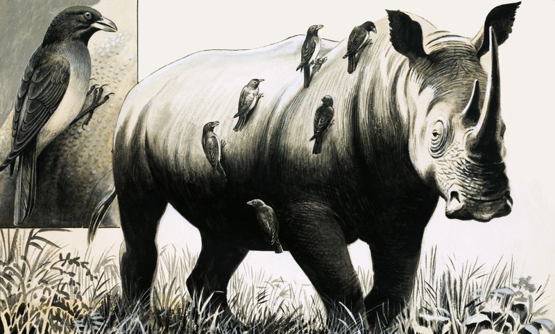 Rhinoceros and Oxpecker Bird by English School
