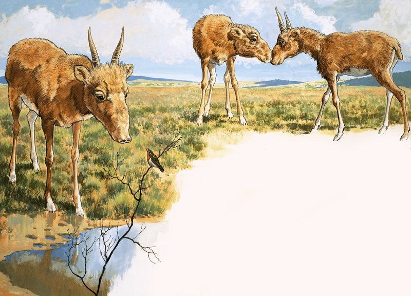 Saiga Antelope by English School