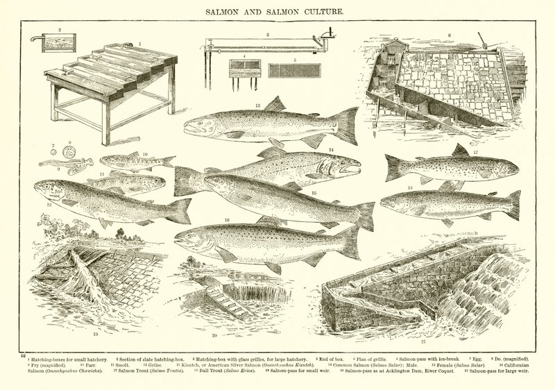 Salmon and Salmon Culture by English School