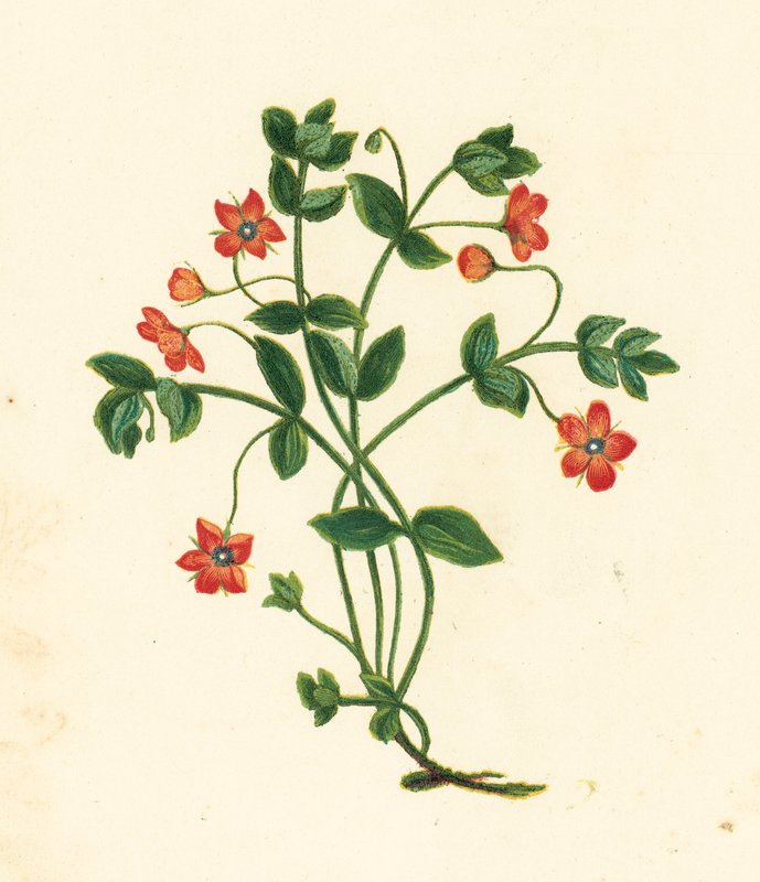 Scarlet Pimpernel, Anagallis Arvensis by English School