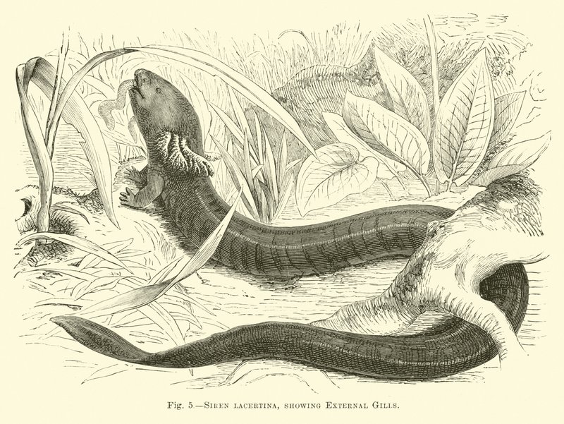 Siren lacertina, showing External Gills by English School