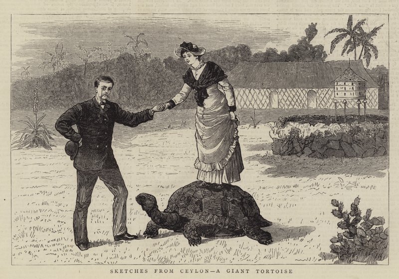 Sketches from Ceylon, a Giant Tortoise by English School