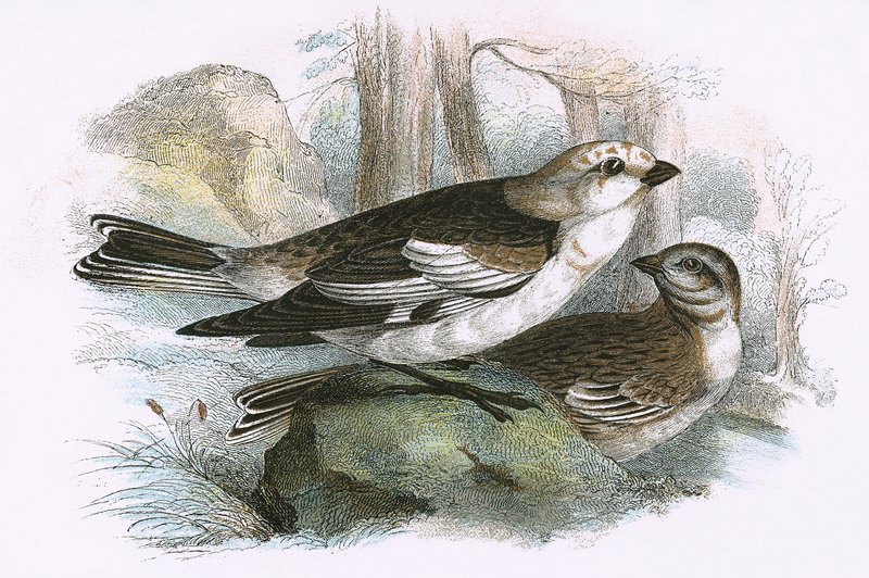 Snow Bunting by English School