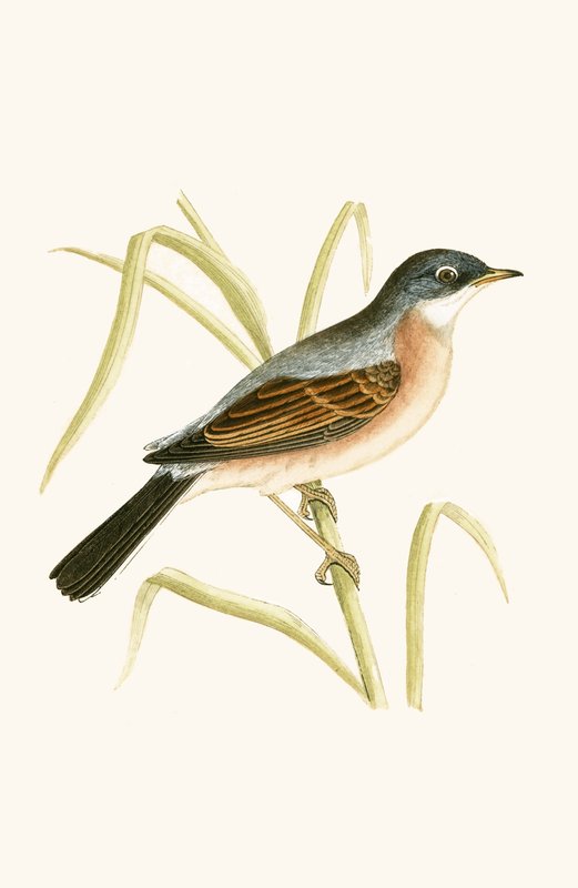 Spectacled Warbler, illustration from 