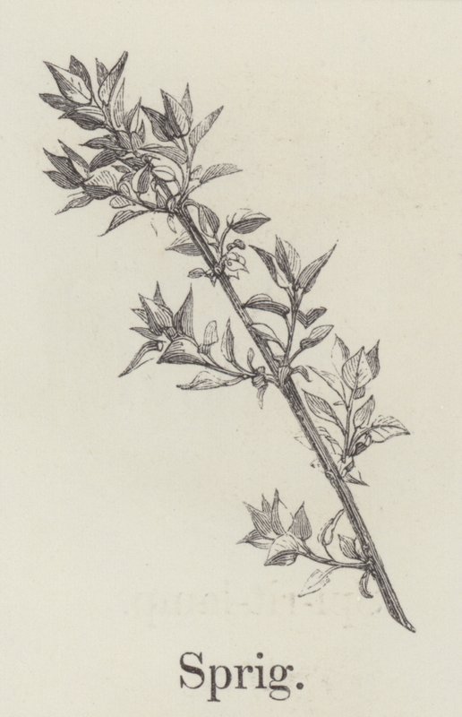 Sprig by English School