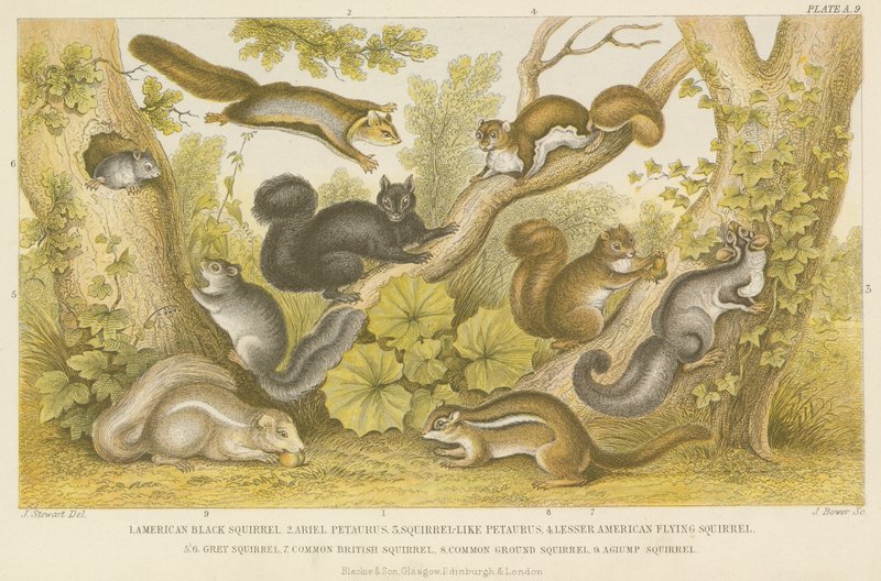 Squirrels by English School