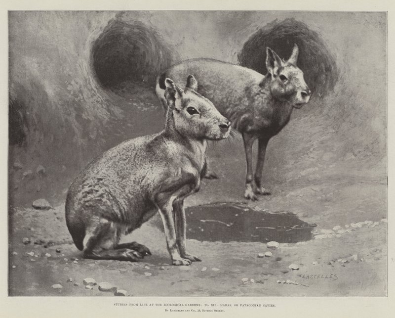 Studies from Life at the Zoological Gardens, Maras, or Patagonian Cavies by English School