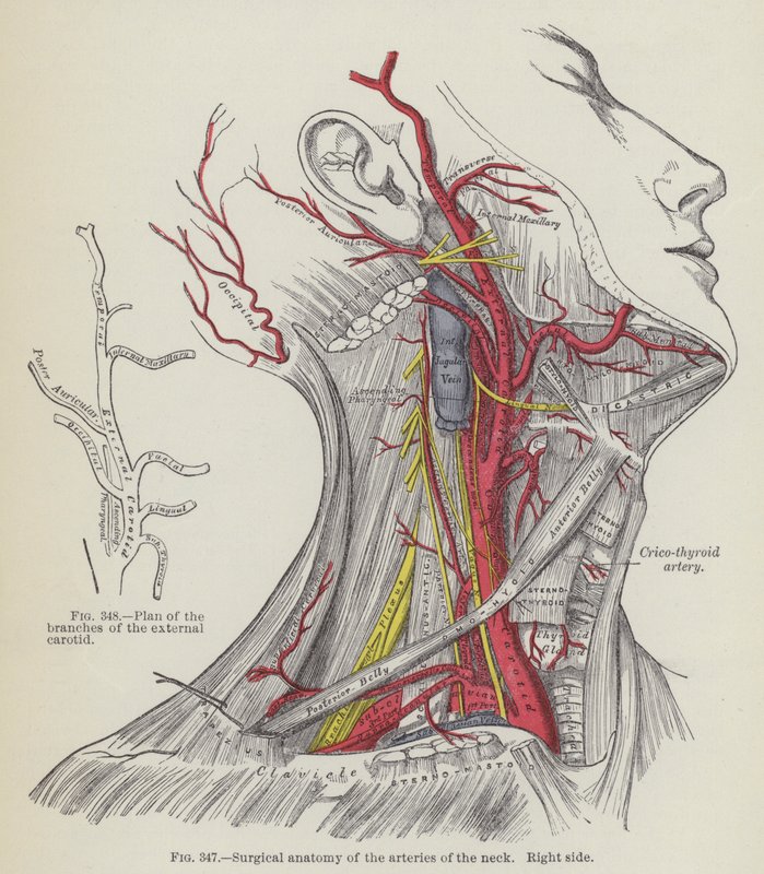 Surgical anatomy of the arteries of the neck, right side by English School