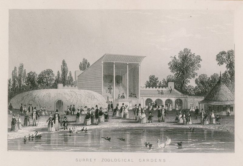 Surrey Zoological Gardens by English School