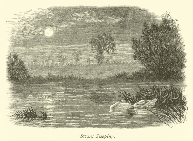 Swans Sleeping by English School