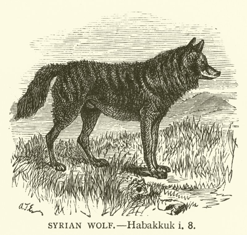 Syrian Wolf, Habakkuk, i, 8 by English School