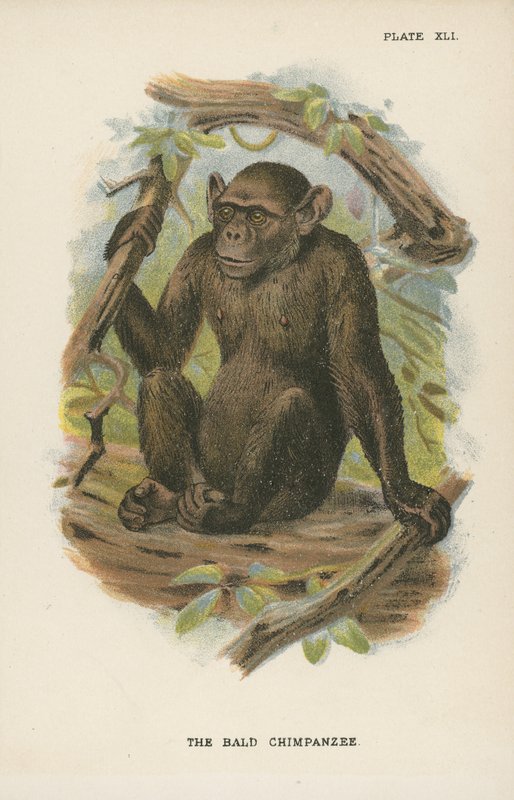 The Bald Chimpanzee by English School
