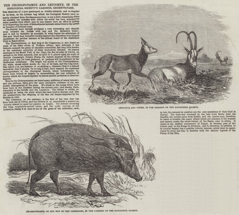The Choiropotamus and Leucoryx, in the Zoological Society