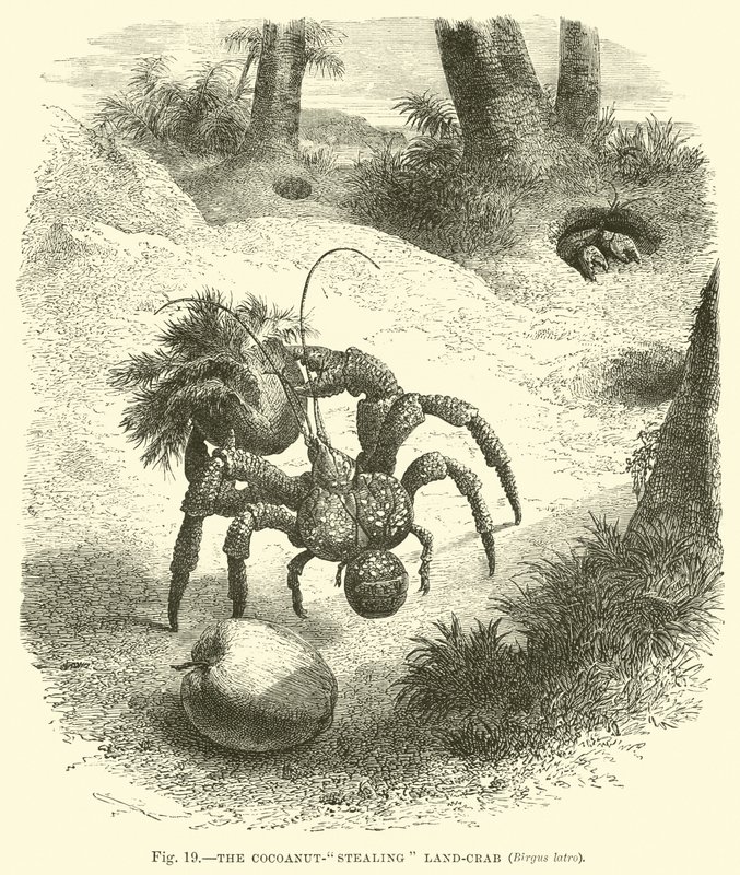 The Coconut-stealing Land-crab, Birgus Latro by English School