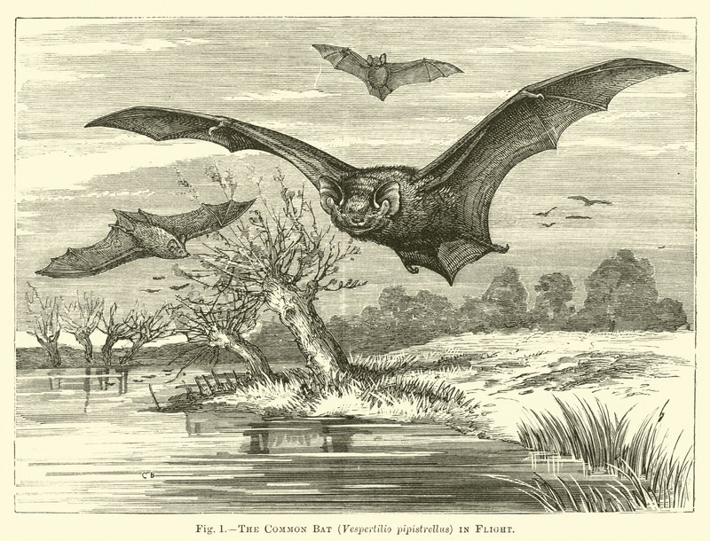 The Common Bat, Vespertilio pipistrellus, in Flight by English School