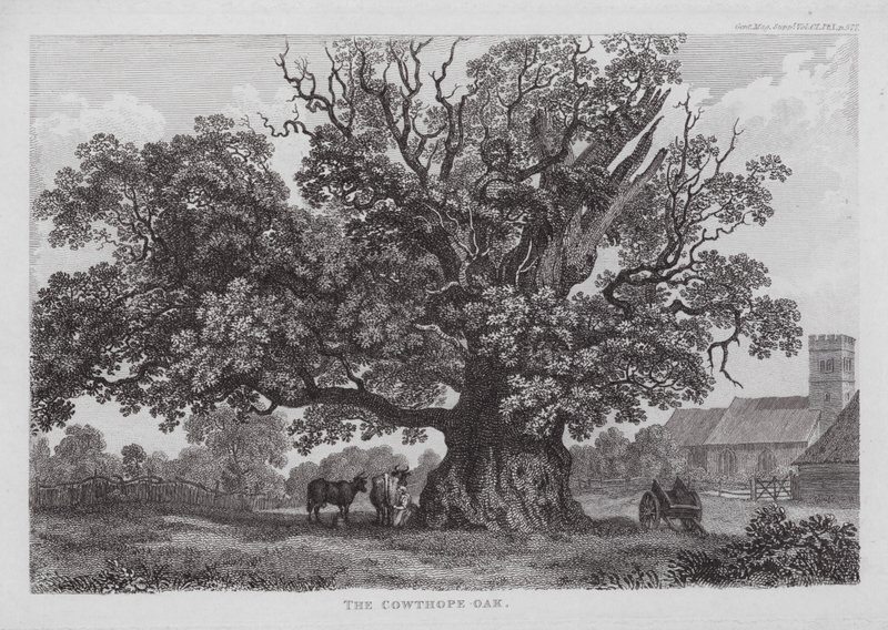 The Cowthope Oak by English School
