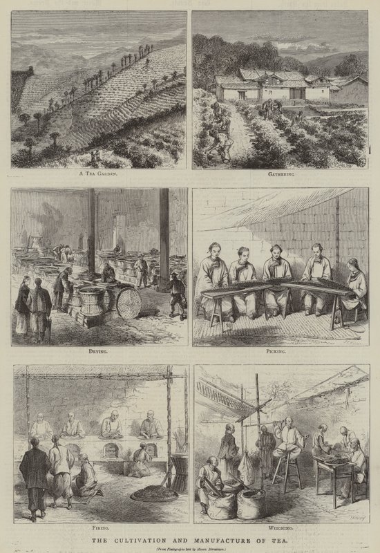 The Cultivation and Manufacture of Tea (engraving) by English School