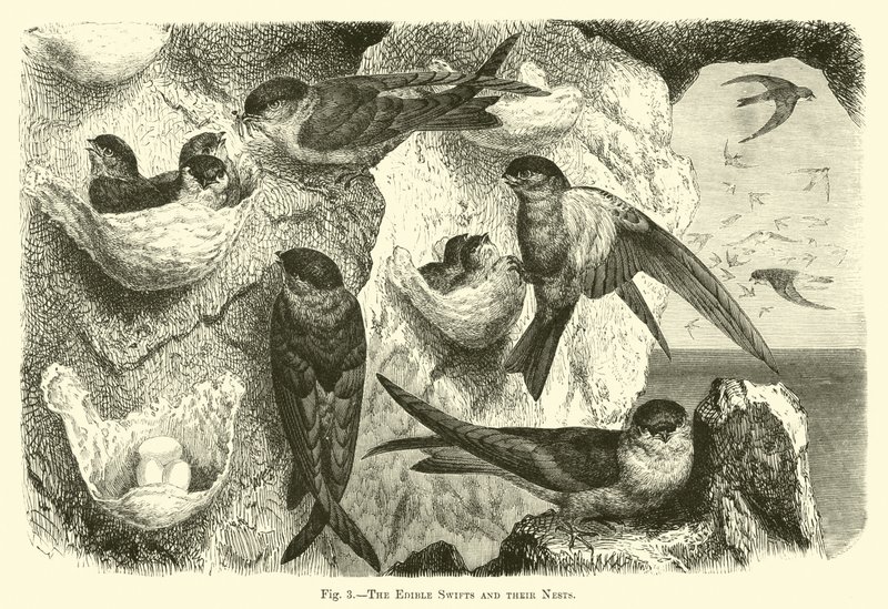 The Edible Swifts and Their Nests by English School
