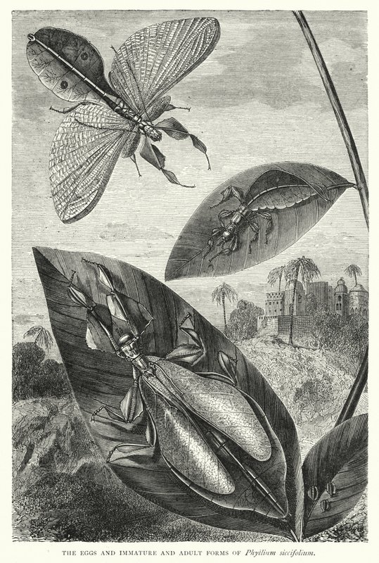 The Eggs and Immature and Adult Forms of Phyllium siccifolium by English School