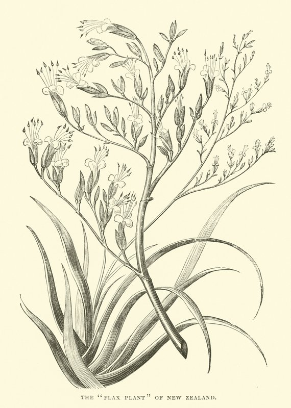 The Flax Plant of New Zealand by English School